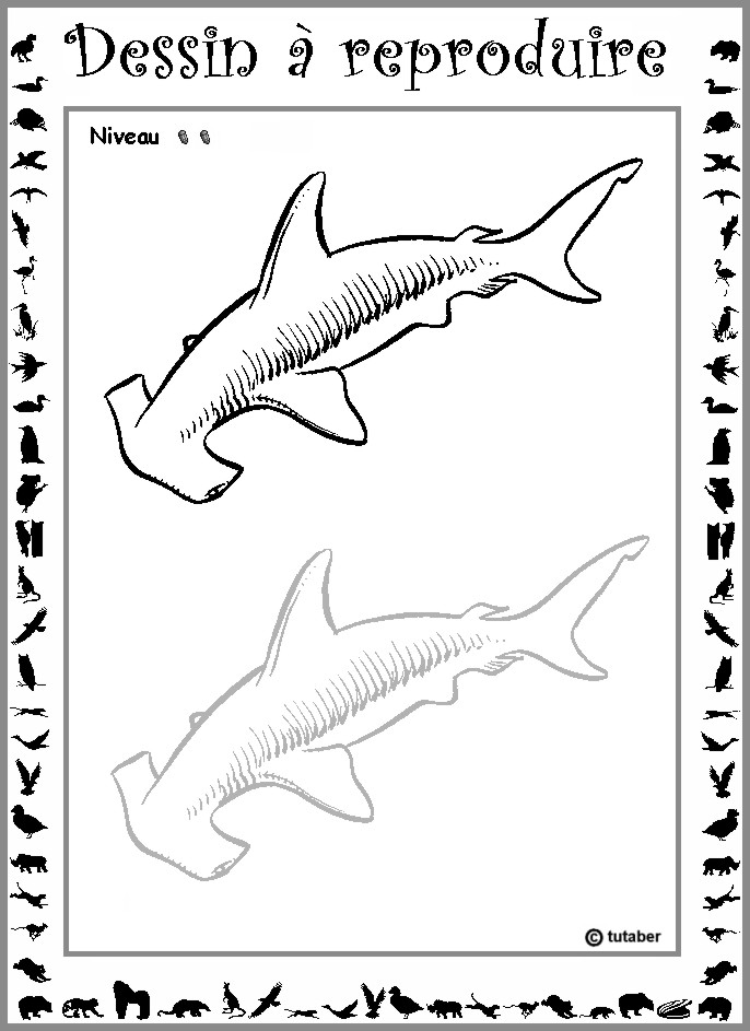 Dessiner un requin-marteau : niveau 2
