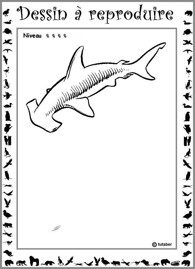 Dessiner un requin-marteau : niveau 4