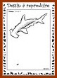 Aperçu requin-marteau  : niveau 4