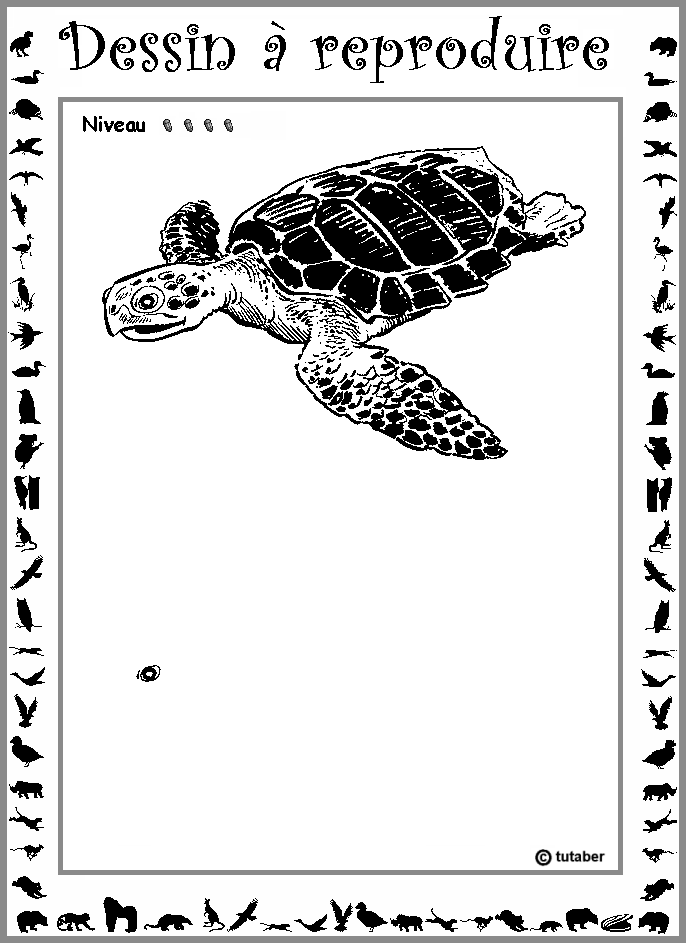 Dessiner une tortue marine : niveau 4