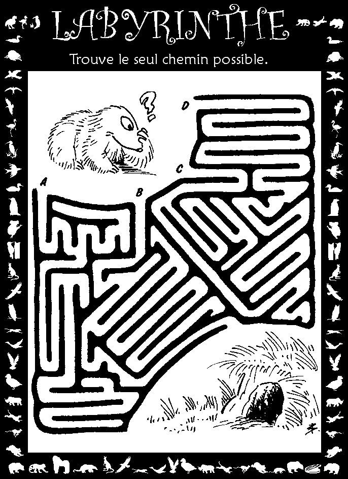 Labyrinthe : marmotte et son terrier