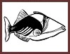 poisson (baliste picasso)