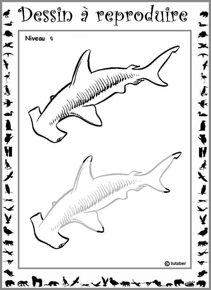 Dessiner un requin-marteau : niveau 1
