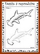 Aperçu requin-marteau  : niveau 1