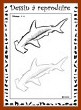 Aperçu requin-marteau  : niveau 2