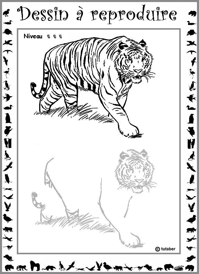Dessiner un tigre