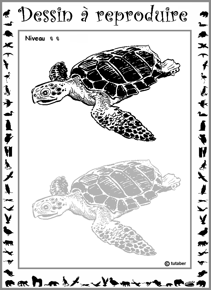 Dessiner une tortue marine : niveau 2